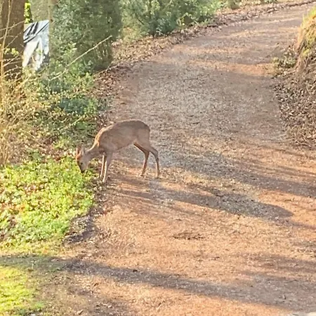 Hotell Berggasthof Tönsblick *