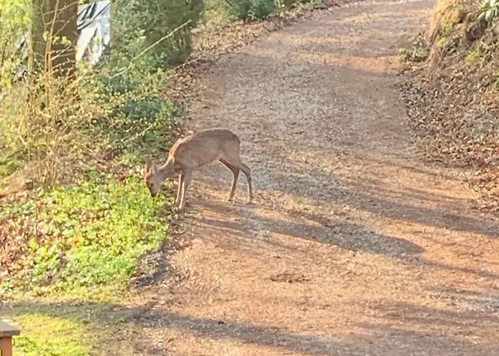 Hotel Berggasthof Toensblick *